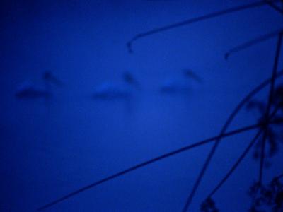 "fog pelicans" © Tim Timmermans