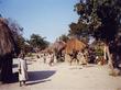 "zambia_2001_2" &copy; [a=mailto:yogi@sunsurf.com]Yogi[/a]