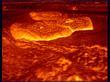 "Venus - Alpha" &copy; NASA